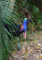 Southern Cassowary